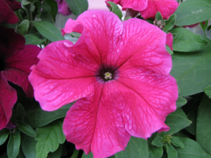 Картинка цветы петунии калибрахоа