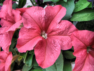 Картинка цветы петунии калибрахоа