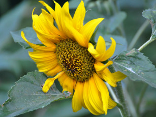 Картинка цветы подсолнухи