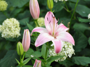 Картинка цветы разные вместе