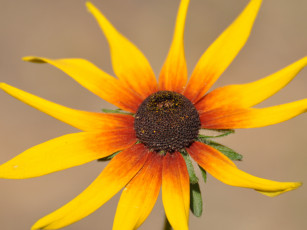 Картинка цветы рудбекия