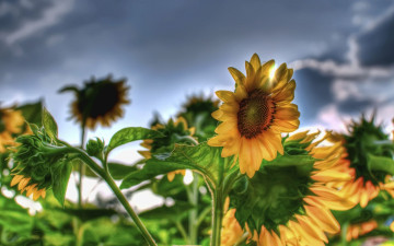 Картинка цветы подсолнухи