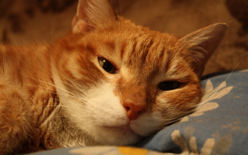 Картинка рудольф животные коты