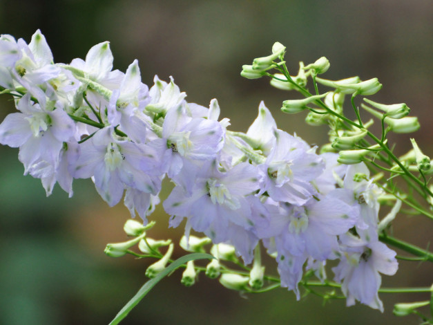 Обои картинки фото цветы, дельфиниум