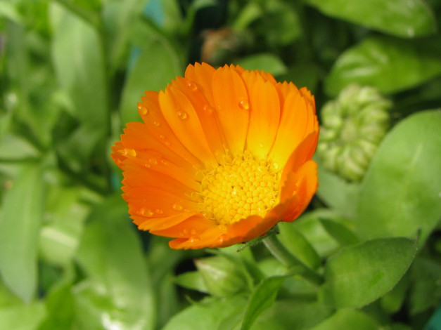 Обои картинки фото цветы, календула