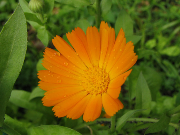 Обои картинки фото цветы, календула