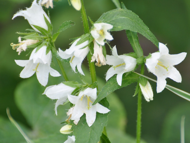 Обои картинки фото цветы, колокольчики