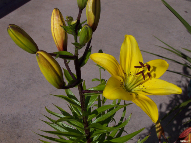 Обои картинки фото цветы, лилии, лилейники