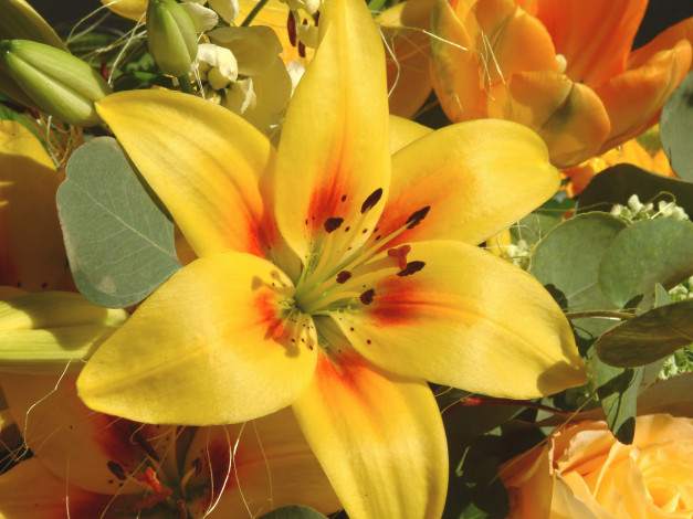 Обои картинки фото цветы, лилии, лилейники