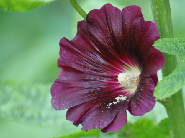 Обои картинки фото цветы, мальвы