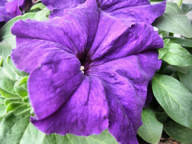 Обои картинки фото цветы, петунии, калибрахоа