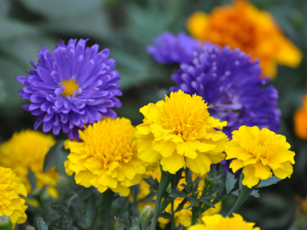 Обои картинки фото цветы, разные, вместе