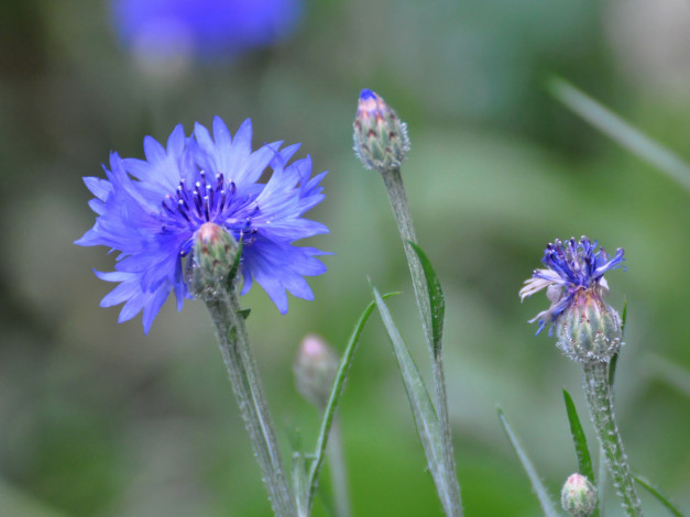 Обои картинки фото цветы, васильки
