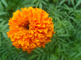 Картинка цветы бархатцы