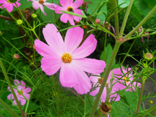 Картинка цветы космея