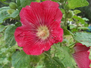 Картинка цветы мальвы