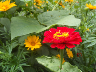 Картинка цветы разные вместе