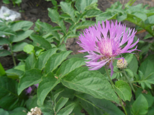 Картинка цветы васильки