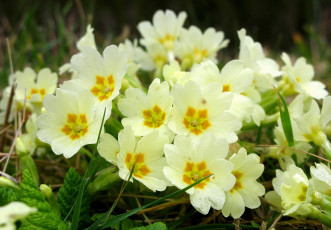 Картинка примула цветы примулы много желтый