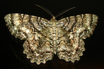 Картинка животные бабочки крылья пестрый