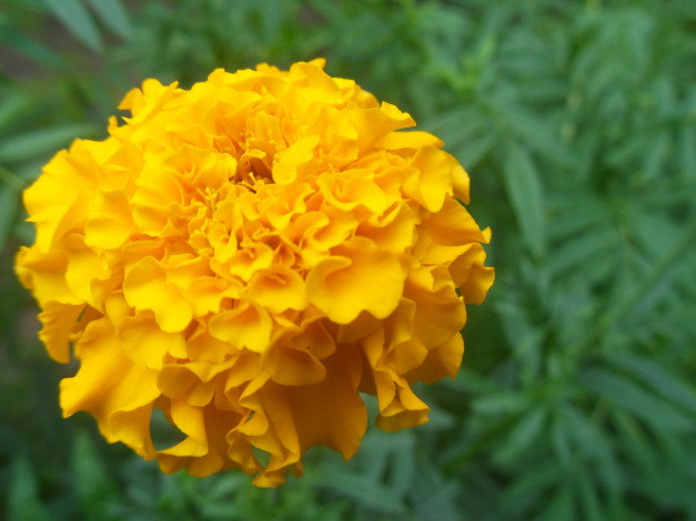 Обои картинки фото цветы, бархатцы