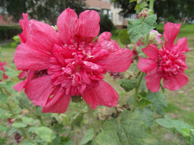 Обои картинки фото цветы, мальвы