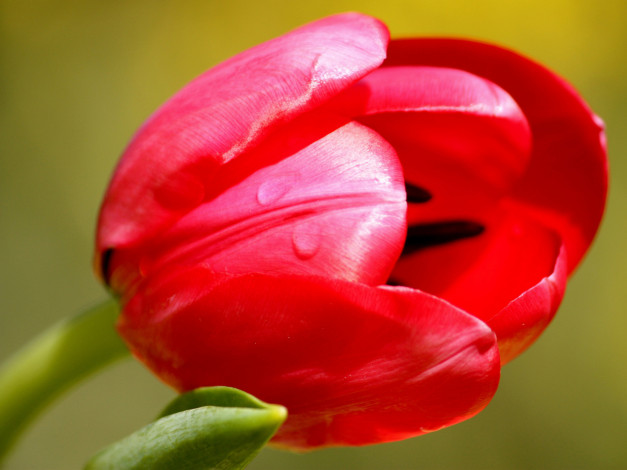 Обои картинки фото цветы, тюльпаны