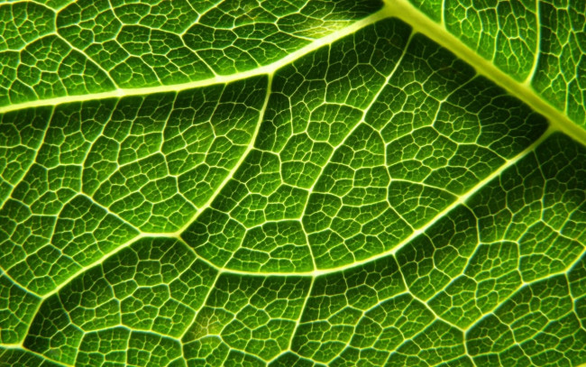 Обои картинки фото природа, листья