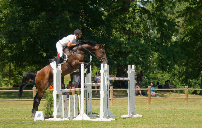 Обои картинки фото спорт, конный, препятствия, прижок, лошадь
