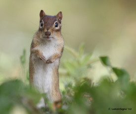 Картинка животные белки бельчонок