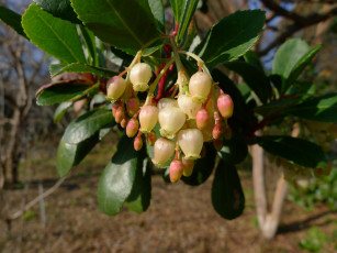 Картинка цветы цветущие деревья кустарники ветка