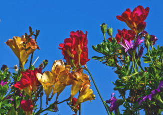 Картинка цветы фрезия