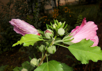 Картинка цветы мальвы мальва