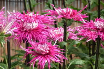 Картинка цветы георгины розовый