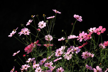 Картинка цветы космея