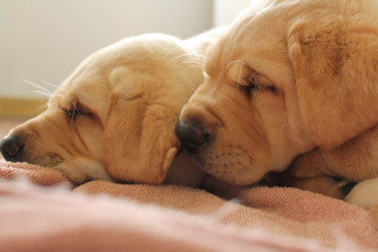 Картинка животные собаки щенки