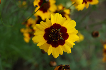 Картинка цветы гайлардии гелениумы цветок зеленый фон