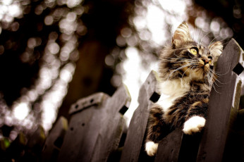 Картинка животные коты забор