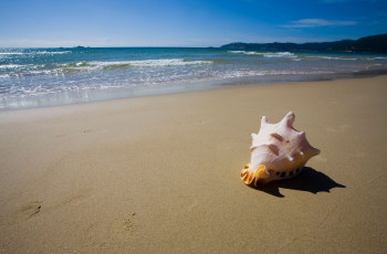 Картинка разное ракушки кораллы декоративные spa камни волны песок ракушка