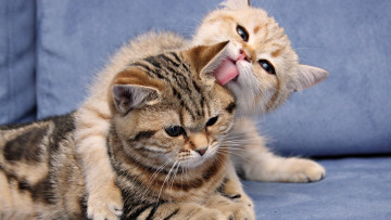 Картинка животные коты кошки