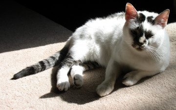 Картинка животные коты кот