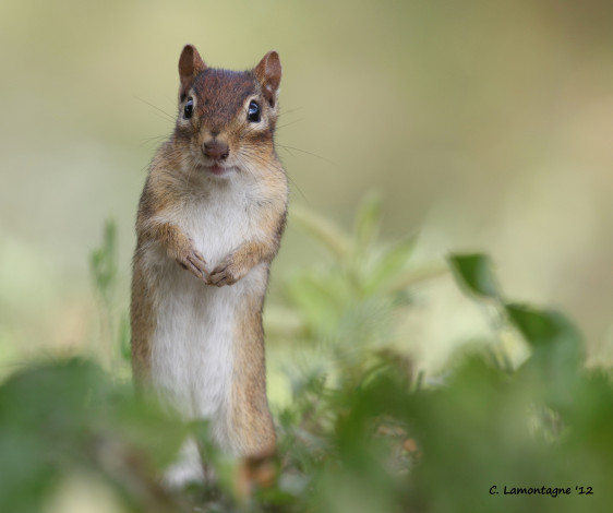 Обои картинки фото животные, белки, бельчонок