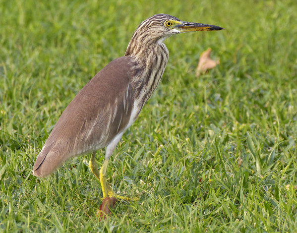 Обои картинки фото животные, цапли, трава