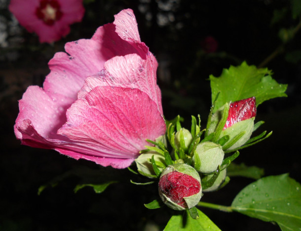 Обои картинки фото цветы, мальвы, мальва