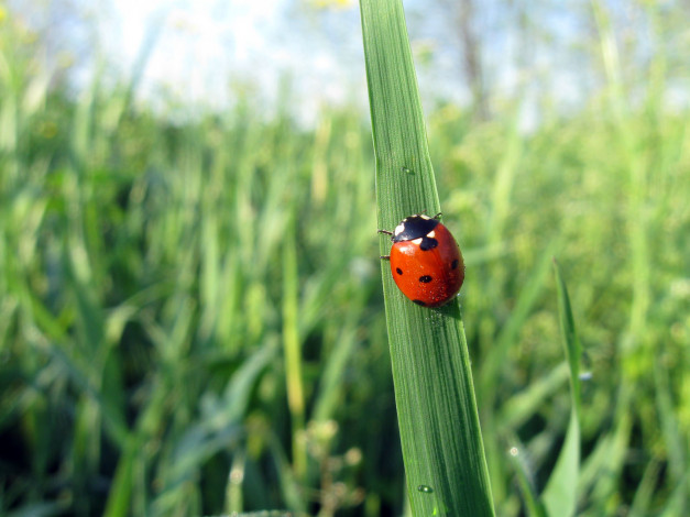 Обои картинки фото животные, божьи, коровки, божья, коровка