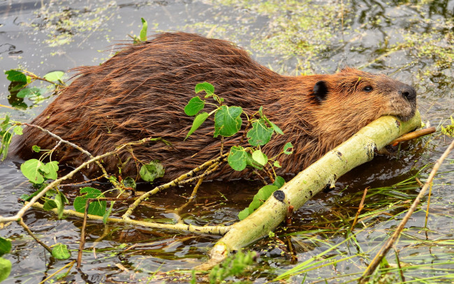 Обои картинки фото животные, бобры, природа, река, бобр