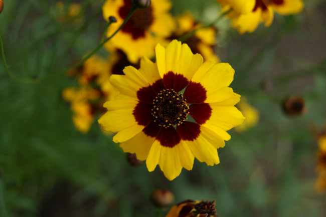 Обои картинки фото цветы, гайлардии, гелениумы, цветок, зеленый, фон