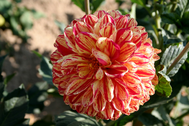 Обои картинки фото цветы, георгины, георгина