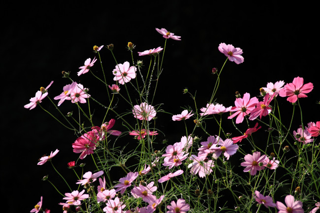 Обои картинки фото цветы, космея