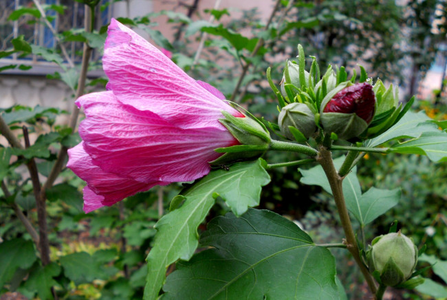 Обои картинки фото цветы, мальвы, мальва